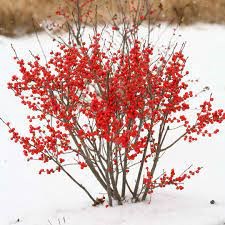 Winter Berry shrub in snow