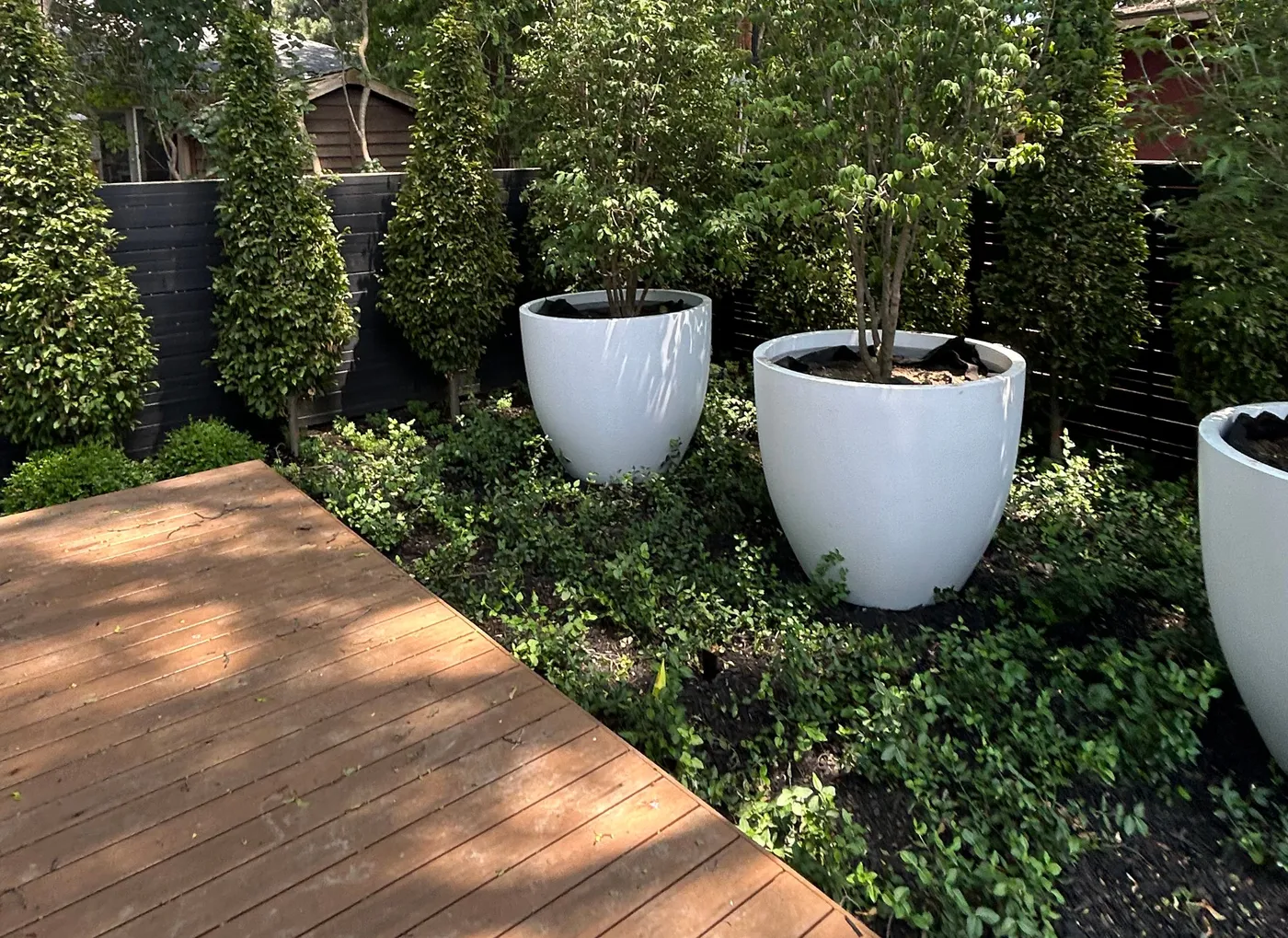 large white fibreglass planters with trees along a backyard deck