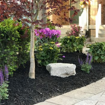 front entrance flower and plants
