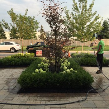 staff watering entranceway shrubs
